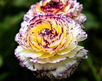 Ranunculus Bulbs for Planting | Perennial Buttercup Flowers