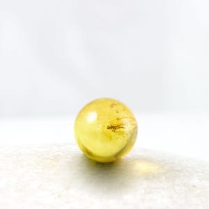May include: A polished, spherical piece of translucent golden-yellow amber containing a small, fossilized insect with visible wings and legs suspended within the resin. The sphere has a smooth, glossy surface that reflects light clearly.