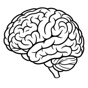 May include: A black and white line art illustration of a human brain, showing the distinct folded structure of the cerebral cortex and the cerebellum at the base. The drawing uses bold black outlines against a plain white background.