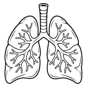 Puede incluir: Una ilustración de arte lineal en blanco y negro de pulmones humanos. El dibujo presenta una tráquea central que conduce a dos árboles bronquiales que se ramifican en los lóbulos pulmonares izquierdo y derecho, con contornos claros y gruesos.