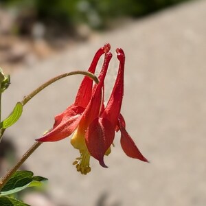 Semillas frescas de aguileña oriental (Aquilegia canadensis) - Paquete de semillas de polinizadores perennes nativos cultivados en casa
