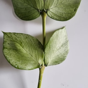 Hoya Polyneura Broget - Etsy Canada