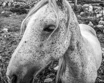 Irish wildlife photography, Connemara pony print, Fine art, wall art, Wild Atlantic way print, horse print, Black and white photography