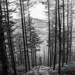 Irish landscape Photography print of an Irish forest in Autumn