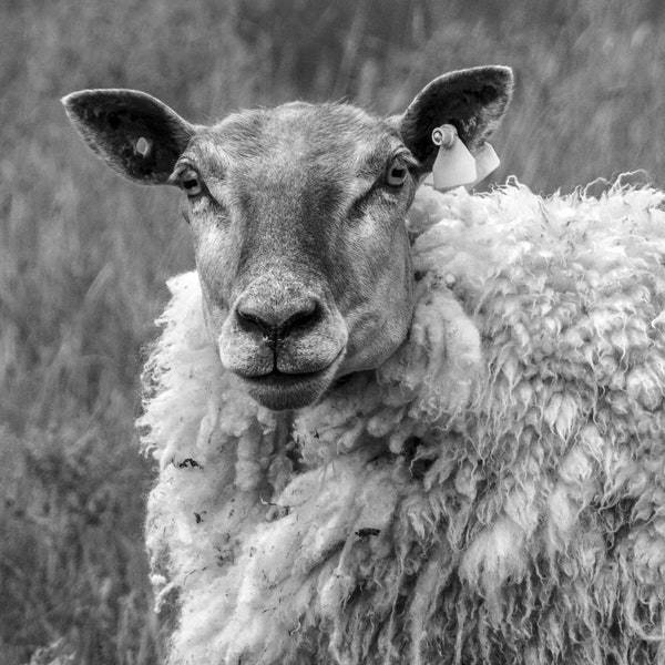 Sheep photography, Animal wall art, Farm animal print, Sheep print, Black and white sheep, Animal photography, Nature Photography