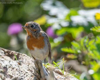 Roodborstje print, print Ierse natuur, beeldende kunst, kunst aan de muur, foto van wilde vogels