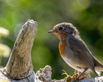 Wildfotografie in Ierland, Robin Red Breast, wilde vogelsprint, kunst aan de muur