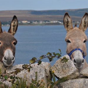 Ireland Nature Photograph of two Connemara Seaside Donkeys