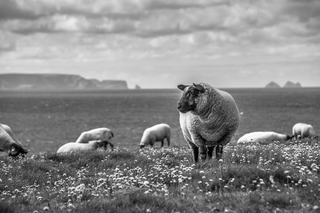 Irish Wildlife Photography Sheep Print Fine Art Wall Art Etsy