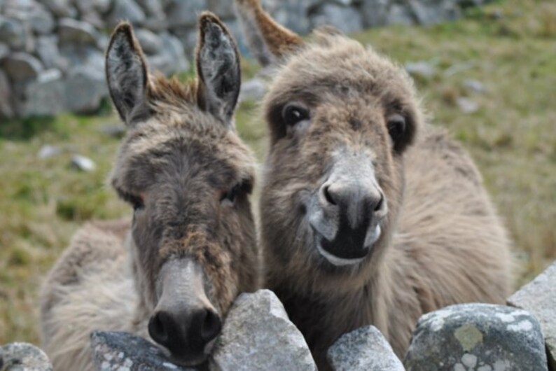 Ireland Nature Photograph of two Irish Smiling Donkeys Etsy