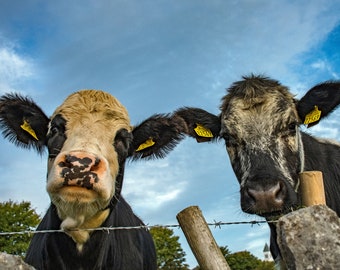 Irish nature wall art photograph of two friendly cows