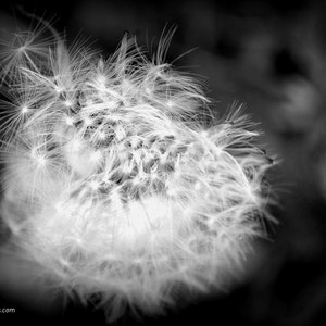 Flower Photography, Fine Art Photography, Nature Photography, Flower Print, Nature Print, Dandelion Photograph, Dandelion macro