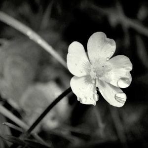 Monochrome buttercup in the rain
