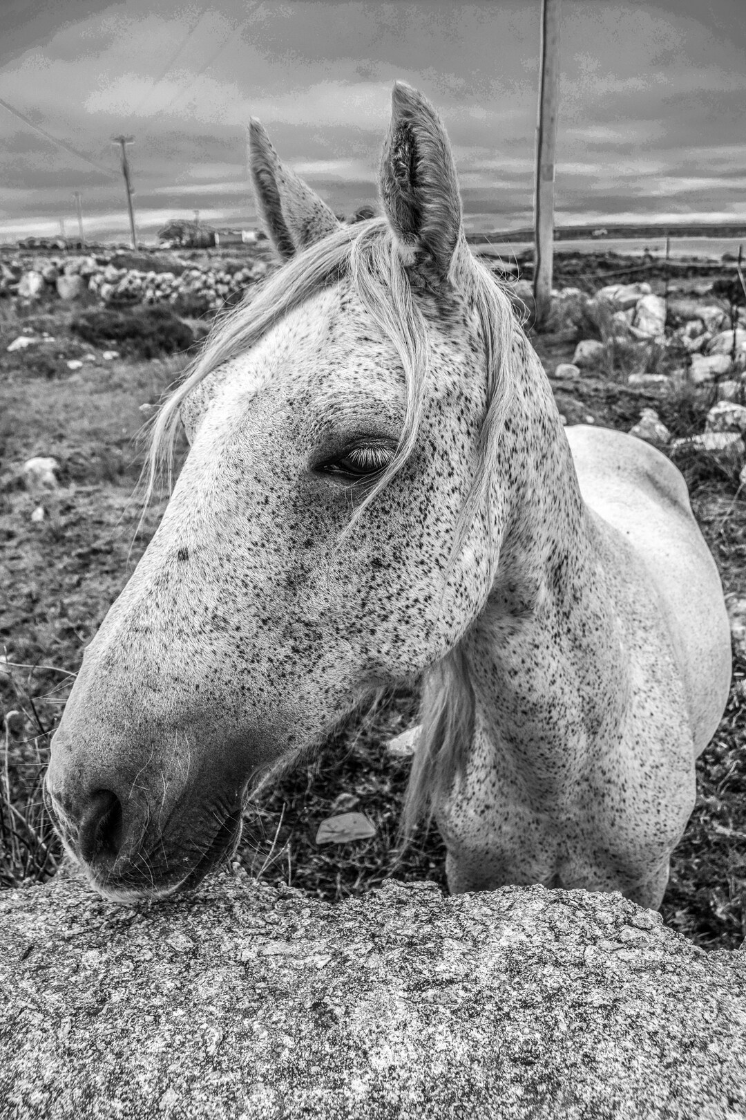 Irish Wildlife Photography Connemara Pony Print Fine Art Etsy