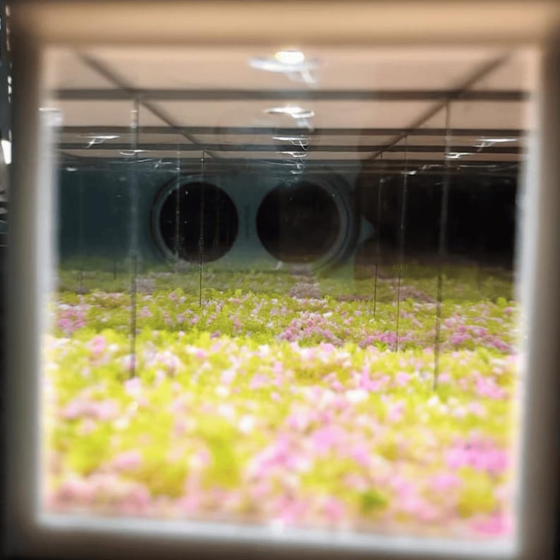 Bloomcore Flowercore Liminal Infinite Mirror Diorama, Handmade 3D ...