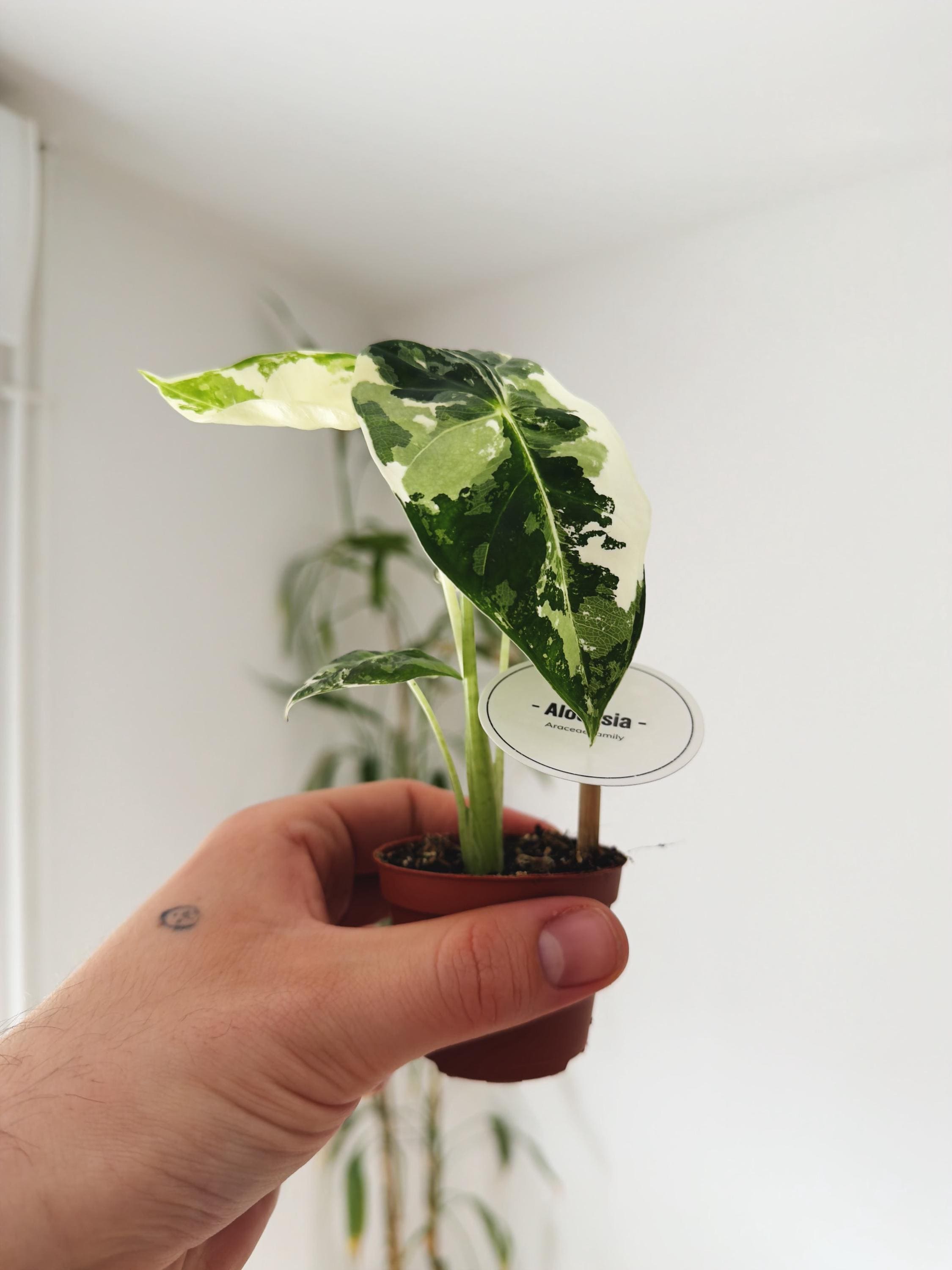 Variegated alocasia melo - Etsy 日本