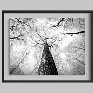 Abstracte zwart-witfoto van een boomstam | Speelse badkamermuurdecoratie | Rustieke print van een bostak | Minimalistische natuurdecoratie