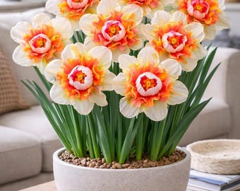 Princess Bride Double Daffodil Bulbs (10 Pack) | Premium Spring Flower Bulbs | Double Bloom Perennial Daffodils for Garden Beds & Containers