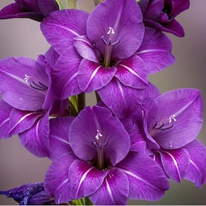 Purple Gladiolus Bulbs 5 Pack | Sword Lily Flower Bulbs | Tall Purple Perennial Blooms for Garden Beds, Borders, Pots & Cut Flowers