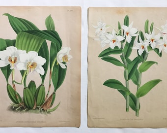 Antique Orchid Lithograph Prints J. Nugent Fitch