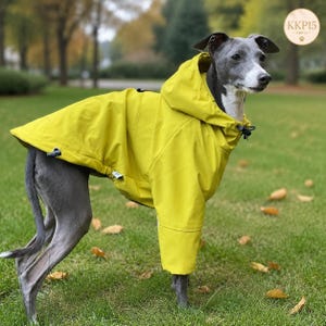 Könnte beinhalten: Ein grauer italienischer Windhund trägt einen leuchtend gelben Regenmantel mit Kapuze. Die Jacke verfügt über eine Kapuze, lange Ärmel und verstellbare Kordelzüge am Saum. Der Hund steht im Profil und präsentiert das leuchtend gelbe Kleidungsstück.