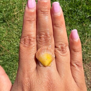 Real Scallop Shell Adjustable Ring