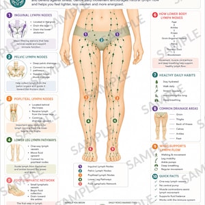 May include: An educational poster titled Lower Body Lymphatic Drainage Map featuring a central anatomical illustration of human legs and torso with green nodes and arrows indicating lymph flow, surrounded by numbered sections explaining nodes and pathways.