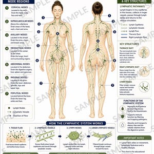 May include: An educational lymphatic system body map poster featuring front and back anatomical illustrations with green nodes and vessels. It includes detailed text sections on node regions, pathways, key structures, and functions of the system.