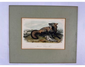 Litografía original coloreada a mano de J.J. Audubon, lámina VI de American Cross Fox.