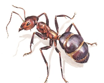 Original Insect Painting of a Red Ant, Formica pallidefulva. Watercolor and Pen Scientific Illustration