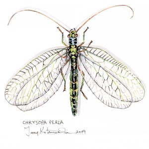 Original Insect Painting of a Green Lacewing, Chrysopa perla. Watercolor and Pen Scientific Illustration