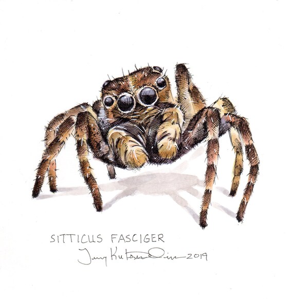 Art Original Araignee Sauteuse Sitticus Fasciger Une Etsy