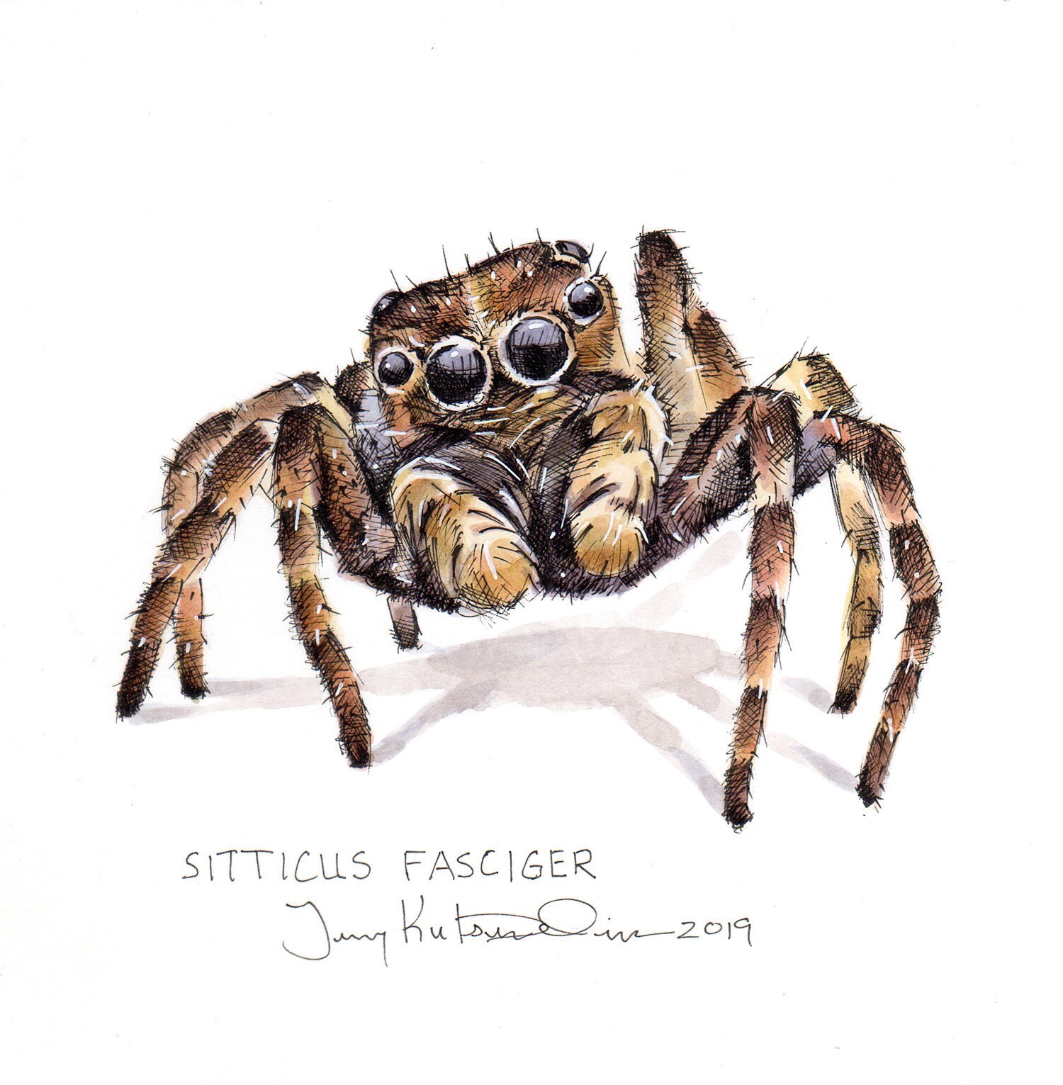 Art Original Araignee Sauteuse Sitticus Fasciger Une Etsy Art Original Araignee Sauteuse Sitticus Fasciger Une Etsy