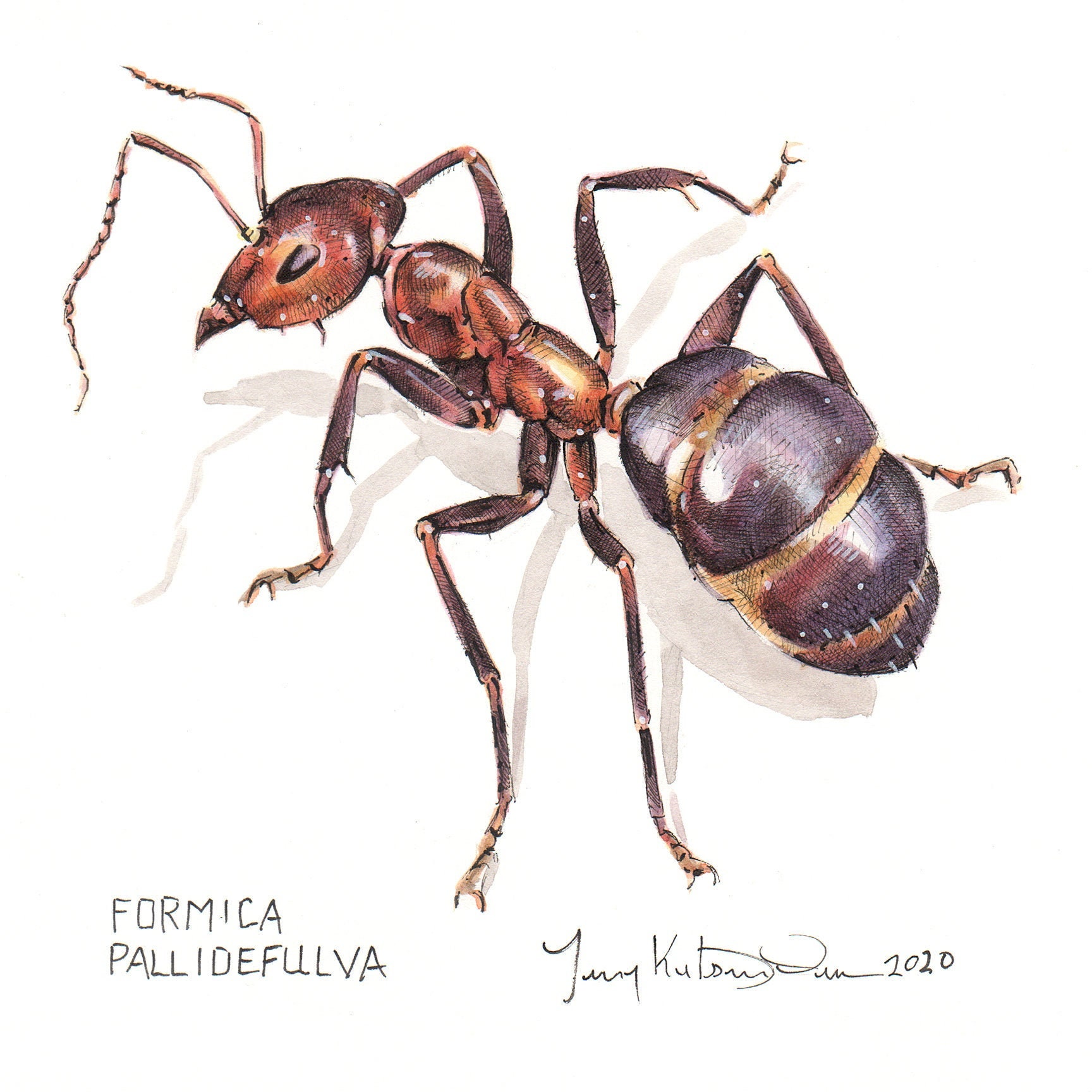Original Insect Painting of a Red Ant Formica Pallidefulva. Etsy