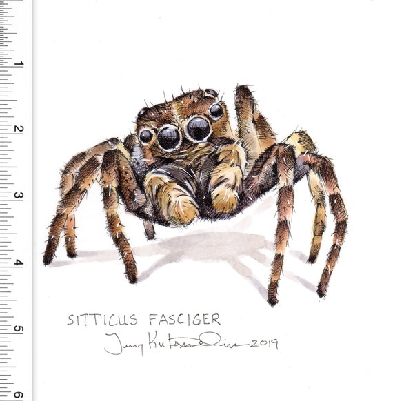 Art Original Araignee Sauteuse Sitticus Fasciger Une Etsy