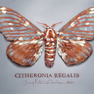Limited Edition Giclee Print of Citheronia regalis, or royal walnut moth. Moth Art.