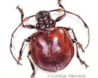 Original Art, Painting of an Insect, the Beetle, Cyclopeplus Peruvianus. Watercolor, Mixed Media