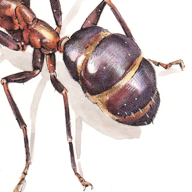Original Insect Painting of a Red Ant Formica Pallidefulva. Etsy