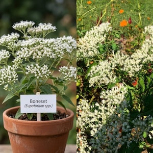 以下が含まれることがあります： テラコッタの鉢に植えられた小さな白い花と緑の葉を持つボーンセット（Eupatorium spp.）の植物。黒い文字で「Boneset (Eupatorium spp.)」と書かれた白い長方形の植物ラベルが土に差し込まれています。