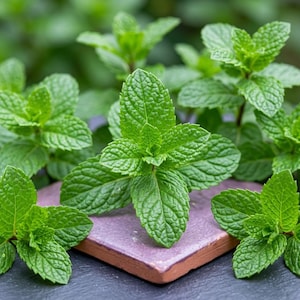 May include: Fresh green mint leaves with serrated edges and prominent veins arranged in clusters. The vibrant foliage is positioned atop a square, muted purple tile with a smooth surface, showcasing natural textures and bright green tones.