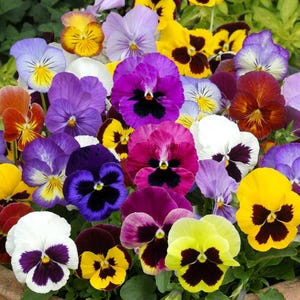 May include: A dense cluster of pansy flowers in a vibrant array of colors including purple, yellow, white, orange, and deep maroon. Each flower features a distinct dark central blotch and delicate, overlapping petals with visible green foliage.