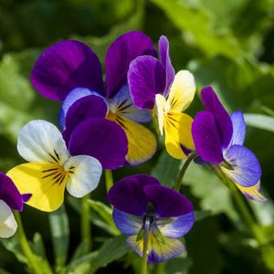 Puede incluir: Un grupo de flores de pensamiento con pétalos en tonos morado intenso, amarillo brillante y blanco. Las flores muestran patrones de vetas oscuras distintivos en sus centros, con algunos pétalos que presentan una transición de color degradada.
