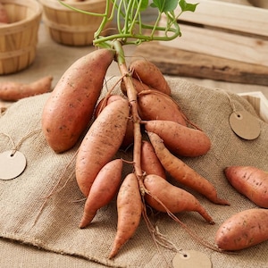 Może przedstawiać: Pęk surowych słodkich ziemniaków o gładkiej, miedzianej skórce, przymocowanych do centralnej zielonej łodygi z liśćmi. Bulwy różnią się wielkością i kształtem, posiadając drobne ciemne plamki. Dołączono kilka pustych, okrągłych, jasnobrązowych papierowych etykiet.