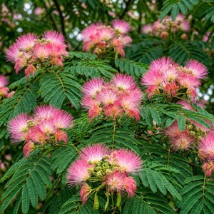 May include: A cluster of vibrant pink silk tree flowers, also known as Albizia julibrissin, featuring delicate, feathery stamens that radiate outward. The blossoms are surrounded by lush, dark green, bipinnate fern-like foliage on branches.