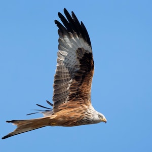 The Red Kite in flight
