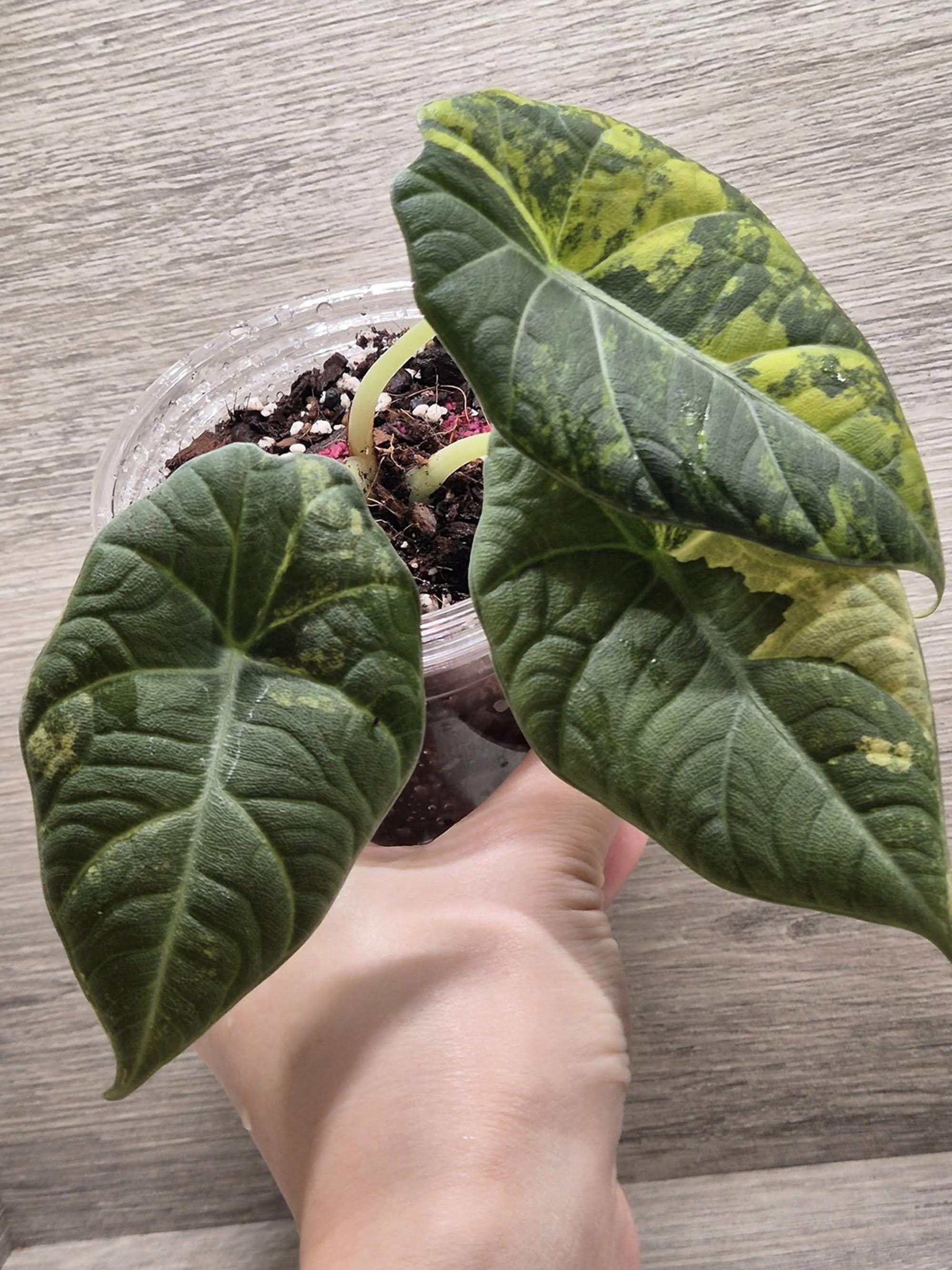 Variegated alocasia maharani - Etsy 日本