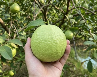 Grafted Pearl Guava Bare Root Sweet Fruit Tree Sapling
