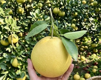 Grafted White Grapefruit Bare Root Tree, Mild Sweet Citrus