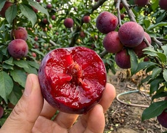 Grafted Plum Tree Bare Root Saplings, 5 Chinese Variety Pack, Live Fruit Trees