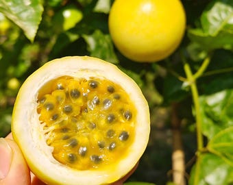 Golden Passion Fruit Bare Root Tree, Sweet & Exotic Flowering Vine